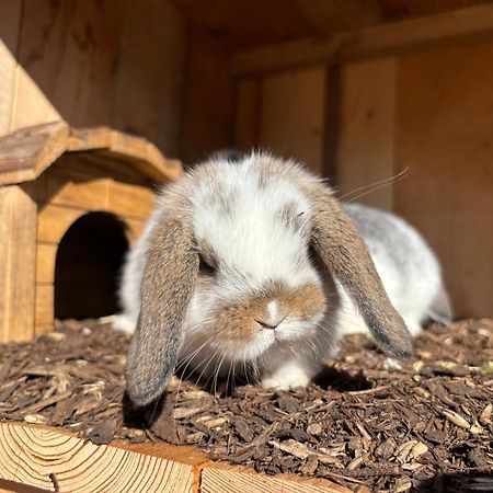 Mariengut - Natur Aparthotel Kramer Wagrain Esterno foto