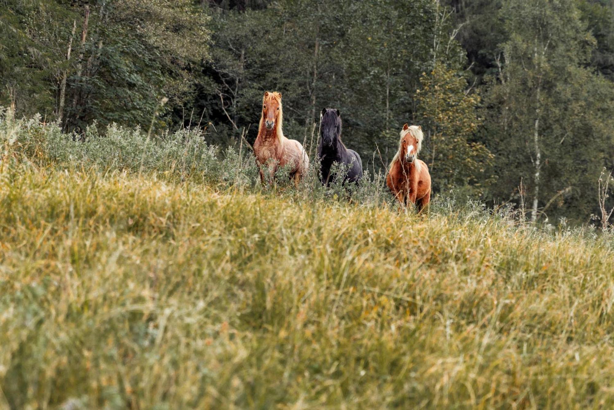 Mariengut - Natur Aparthotel Kramer Wagrain Esterno foto
