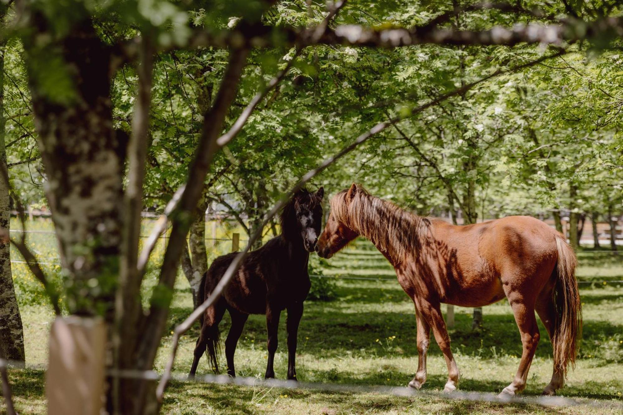 Mariengut - Natur Aparthotel Kramer Wagrain Esterno foto